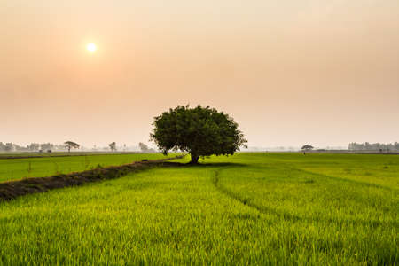 Tree fields 