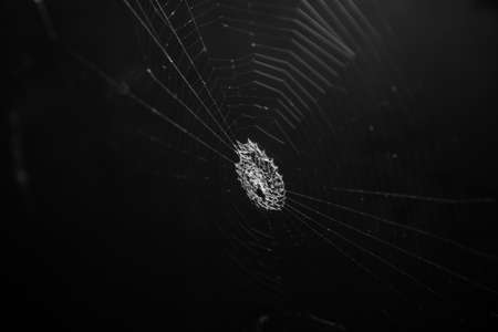 Cobweb