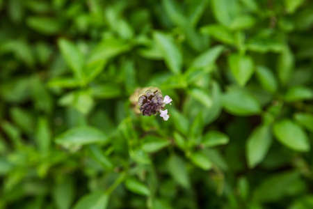 Basil flowers 
