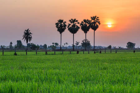 Rice field with palm trees and sun rise  Phitsanulok Thailandの写真素材