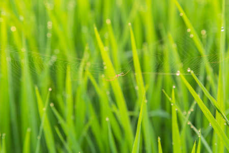 Crops drops spiders の写真素材