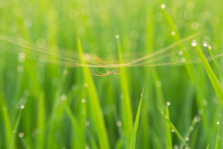 Crops drops spiders の写真素材