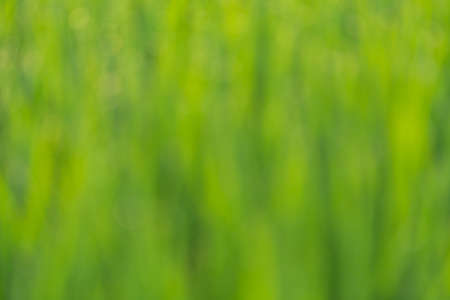 background plants の写真素材