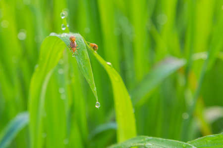Insects on the grass dew の写真素材
