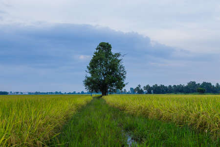 Trees on fields in Thailand.の写真素材