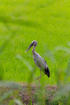 Open-billed Stork Anastomus oscitans Ciconiidaeの写真素材
