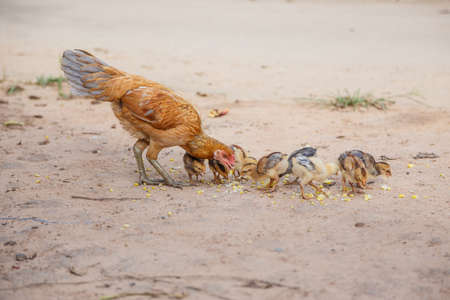 Chickenの写真素材
