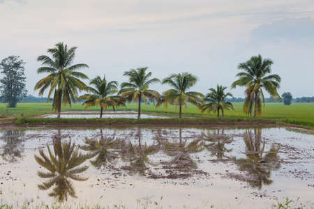 Coconut/6 coconut trees in the field.の写真素材