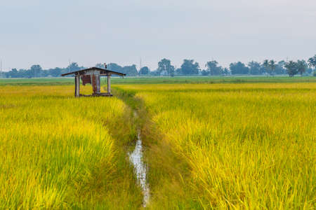 Festung rice in Thailand の写真素材