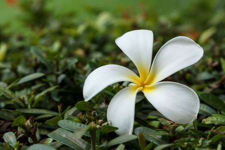 Plumeria