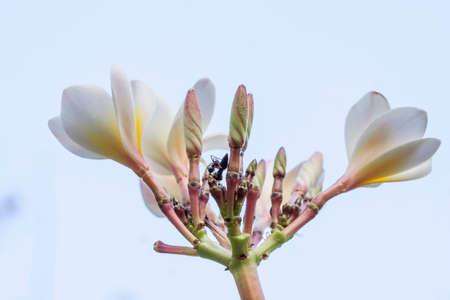 Frangipani sky background
