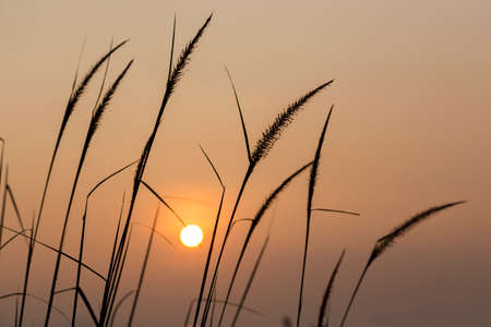 Grass on Sunriseの写真素材