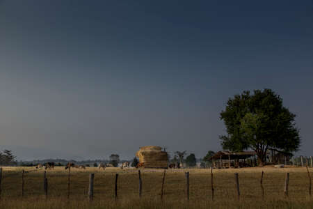 Cattle farm on the way to Chiang Khan in Loei の写真素材