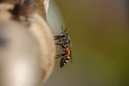 Bee  Bees and faucets