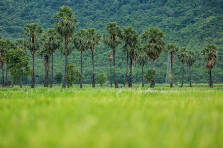 Sugar palm and Rice fieldsの写真素材