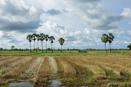 Sugar palm and Rice fieldsの写真素材