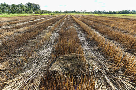 Field after harvesting Thailandの写真素材