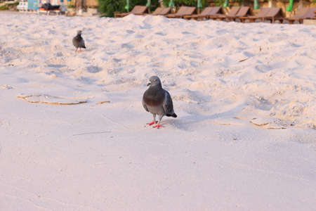 Pigeon on the beachの写真素材