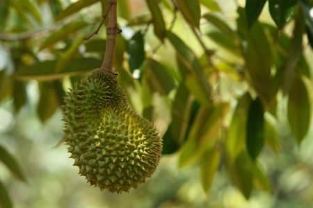 durian. Fresh durian on durian tree. Thailandの写真素材