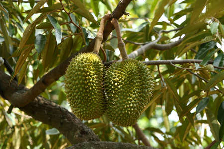 durian. Fresh durian on durian tree. Thailandの写真素材