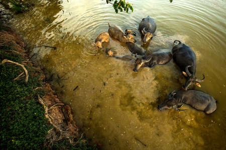 Herds of buffalo in countryside,Thailandの写真素材