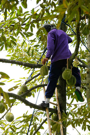 Durian./Durian season in Thailand.の写真素材