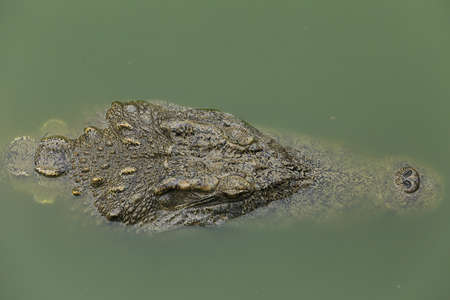 Crocodile in the water