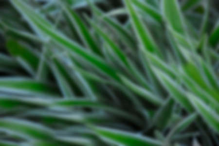 Green background blur.の写真素材