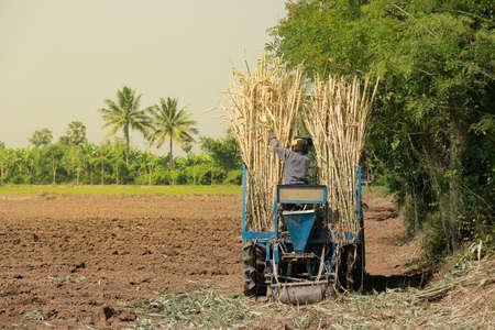 Machine sugar cane in tropical climate.の写真素材