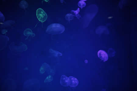 Group of translucent jellyfish.の写真素材