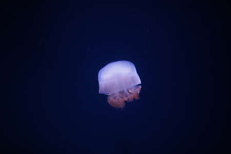 Jelly fish.