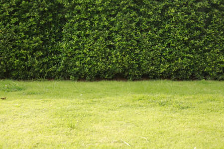 Wall background tree.の写真素材