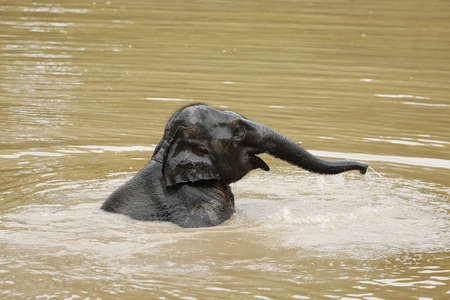 Thailand Elephants Roaming Free in Phitsanulok, Thailand.の写真素材