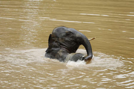 Thailand Elephants Roaming Free in Phitsanulok, Thailand.の写真素材