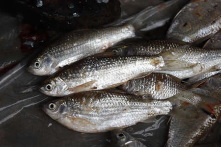 Cleaning and filleting a fresh fish.の写真素材