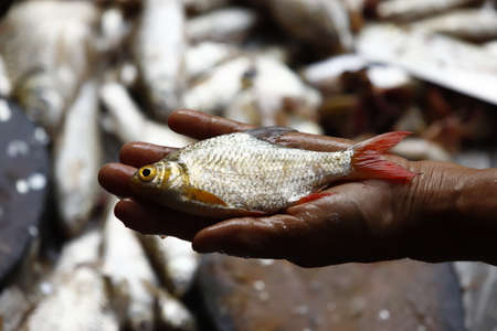 Cleaning and filleting a fresh fish.