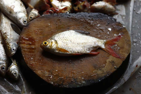 Cleaning and filleting a fresh fish.