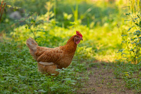 Hen chick rearing in natural.の写真素材