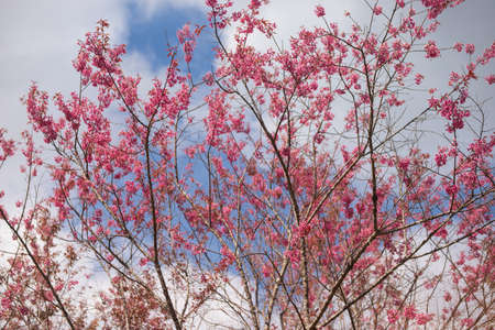 Pink garden (full bloom cherry blossom).