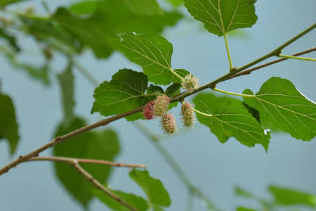 Organic red  green mulberry fruits on treeの写真素材