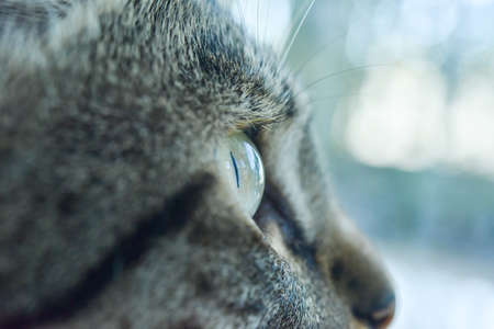 Close up of gray female cat's eyeの写真素材