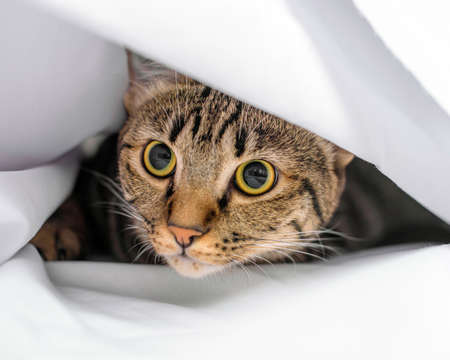Curious pose cat with white scene, Mackerel cat.