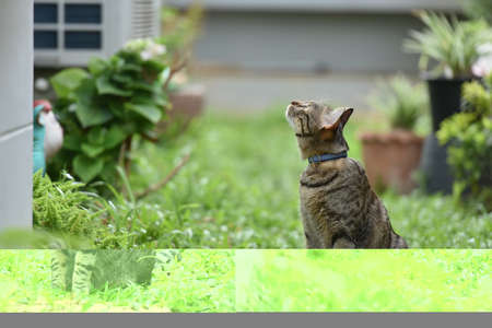 Spiders in nature, ferns and leavesの写真素材