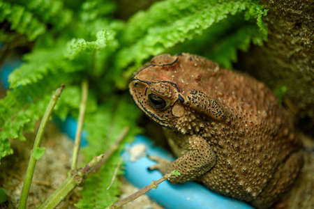 Headshot Portrait of a Common toad