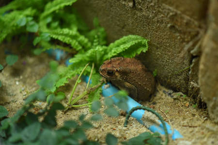 Headshot Portrait of a Common toad