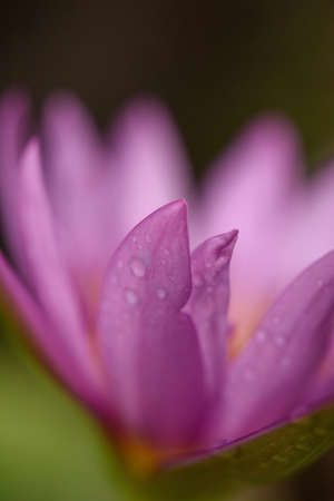 Purple lotus with water droplets close-upの写真素材
