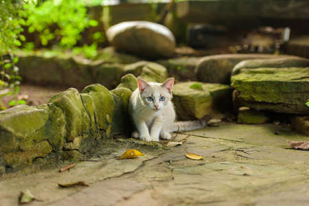 White kitten with blue eyes in nature