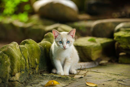 White kitten with blue eyes in natureの写真素材