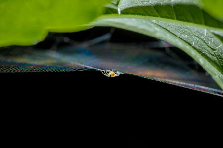 little yellow spider on the web