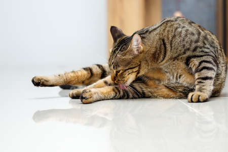 Tabby cat is licking its own fur.の写真素材